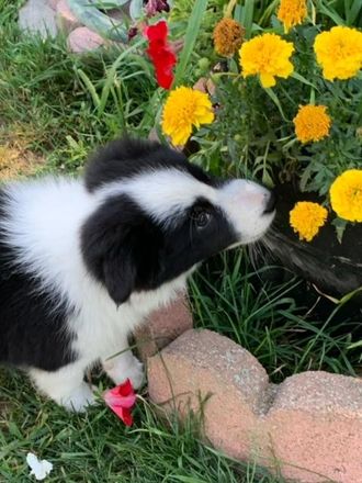 Black and white border collie puppy smelling flowers