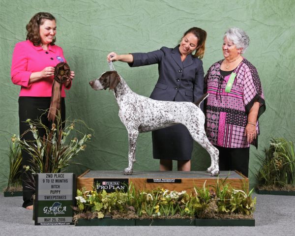“Lola”
SilverLakes N Legacys Come September
GSPCA Nationals 9/12 Puppy Sweeps ~ 2nd place
Ms. Alessandra Folz Stymiest ~ Judge
Donna & Tony Spinelli owners
Tracy Duff handler