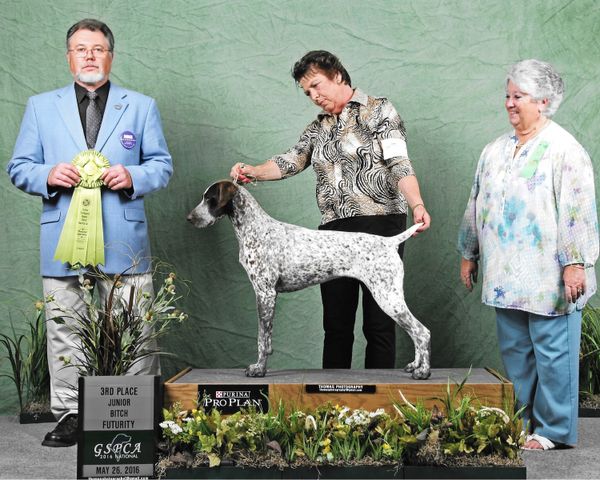 “Grace”
SilverLakes N Shill Rest’s High Society
GSPCA Nationals Futurity ~ 3rd place
Mr. David Gontz ~ Judge
9/12 Puppy Bitch ~ 3rd place
Mr. Ken Clemons ~ Judge
Kathleen Kurtz owner/handler