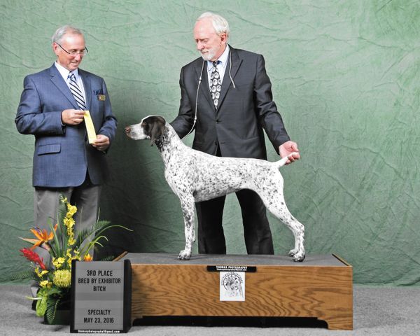 “Mae”
SilverLakes N Starfield Is That A Pistol In Your Pocket
GSPCA Nationals Futurity ~ 4th place
Mr. David Gontz ~ Judge
Schuykill GSP Specialty Bred By Bitch ~ 3rd place
Mr. Francois Bernier ~ Judge
Mike Rhodes Owner, Gary McNeill owner/handler