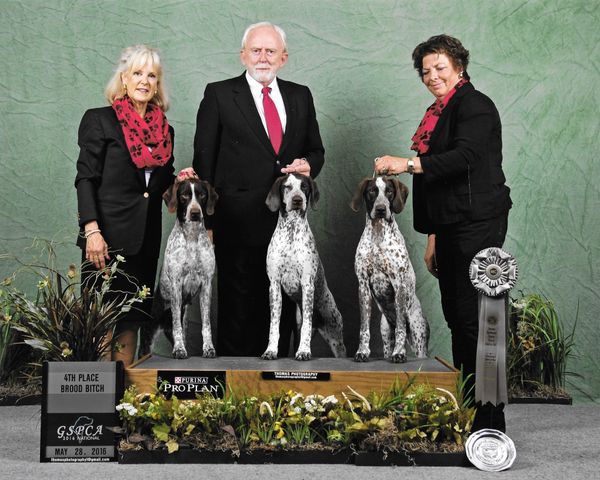 “Julie”
GSPCA Nationals Brood Bitch ~ 4th Place
Mrs. Carol Tobin Murray ~ Judge
“Julie” handled by Barbara McNeill
“Mae” handled by Gary McNeill
“Grace” handled by Kathleen Kurtz
