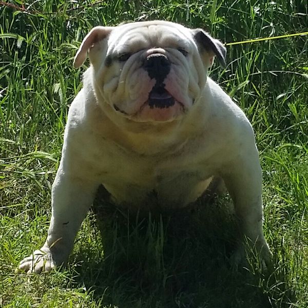 IOEBA Blue Olde English " Steel"...
Courtesy of "Top Bulldogs "...
Available for stud $700...
Please contact me for more info....