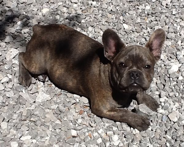 AKC French Bulldog "Yoda"