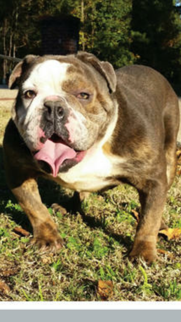 "Slate" AKC English Bulldog