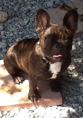 AKC French Bulldog "Bugsy"
