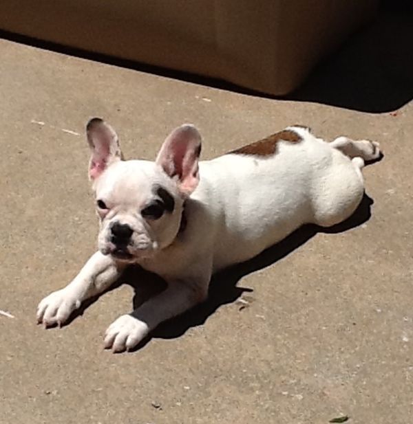 AKC French Bulldog "Pigsly"