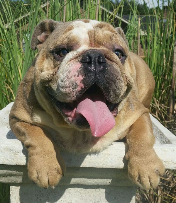 AKC Hefner... Mr T is his Dad