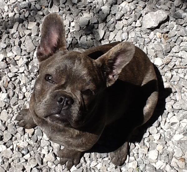 AKC French Bulldog "Yoda"