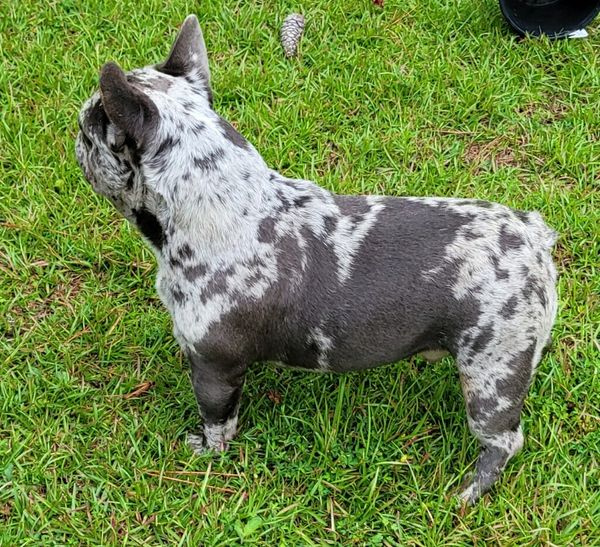 AKC french Stud, Merle... Available for stud from Chad at Top Bulldogs in Mississippi...