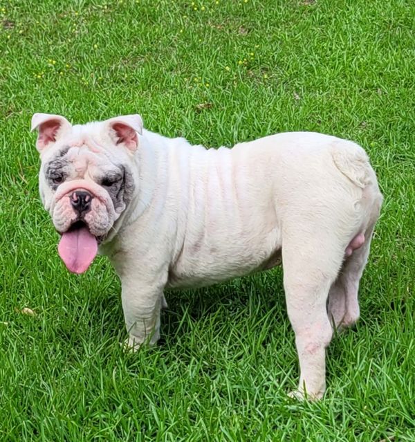 Merle 16 MONTHS OLD. HE SEES BUT HAS SCRATCHED HIS EYES AND HAS VISION ISSUES HE'S $600 Call Chad @ 601-297-1330.. Please mention you saw him on my website!!