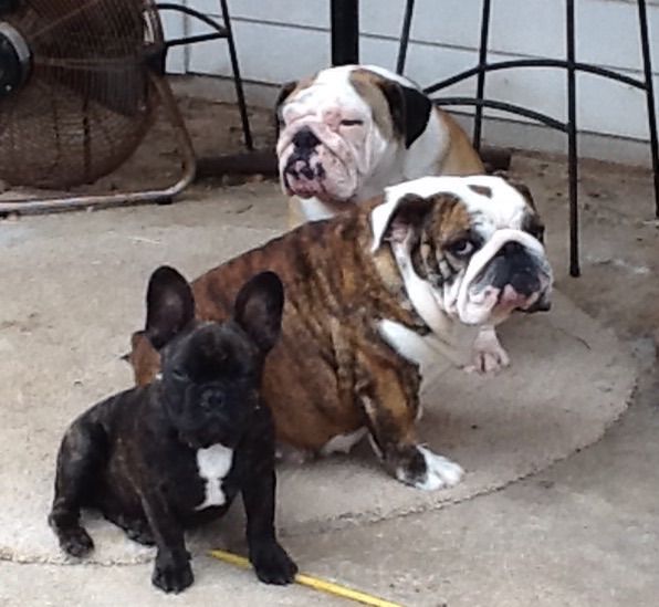 "The Girls" Getting some sun on the back porch.....