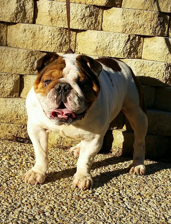 AKC Brutus