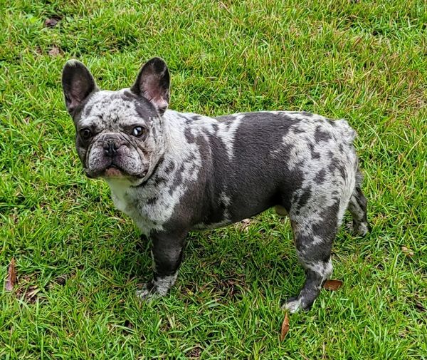 AKC french Stud, Merle... Available for stud from Chad at Top Bulldogs in Mississippi...