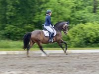 SOLD: 6 year old imported German Riding Pony gelding. Golden West x Lateran . Great at shows, dressage, jumps, trail rides, and super sweet and fancy.