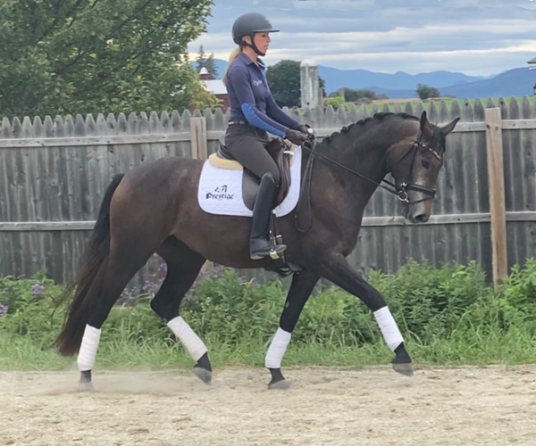 Top recommendation! 3 year old Oldenburg mare by Finery x Royal Diamond. Three super gaits and an unreal temperament. She is well started undersaddle, feels calmer than most 10 year olds, soft in the bridle and responds nicely to the leg. She is forward thinking but not at all hot. She has literally never set a foot wrong at our farm! Super safe and level headed, straightforward and uncomplicated in all aspects. Excellent manners, very sweet, loads and trailers well. I’ve never seen her put her ears back at anything.
She is barefoot and has no health issues. Should mature to 16h.
Gets along well with others in turnout. Also hacks and is happy to jump.
She has the talent for a pro but is safe enough for a junior or AA. I’d love to see her go to a home where she would continue to be developed in sport. Located in Charlotte VT.
https://youtu.be/ACInEpIe9M0