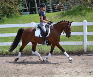 SOLD- 13 year old German Riding Pony Gelding by Makuba. Training at FEI pony level