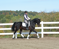 SOLD- 8 year old 16.1 Morgan gelding. Rides, drives, trail, foxhunts. A dream horse in every way.