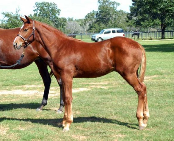 Wolkenbruck
(Wolkentanz x Miss Miller xx)
Owned by: Caryn D., Austin