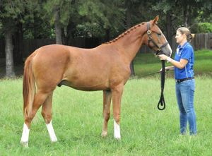 Sorcerer WS - Sold to Katie in Texas
(Sir Donnerhall x EM Ana Isabellah/Autocrat)
Congrats to Katie C - Dallas