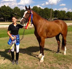 Chancellor WAS
(Cathalido x Jemez/Columbus)
Owner: Erika-West Danque, Willis, TX