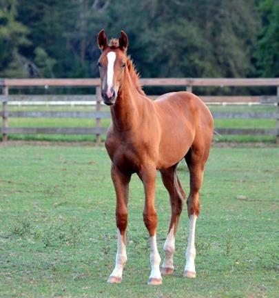 Beaujolais WS
(Belissimo M x EM Winessa/De Niro)
Congrats to Sheila S - BC