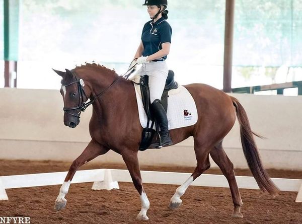 DeLovely
(Dacaprio x Donnacina/Donnerhall)
Owner: Lauren S. - Montgomery, TX
