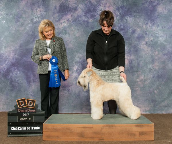 Clicker sur la photo de Guinness pour aller sur sa page/Please clic on Guinness's image to go to her page