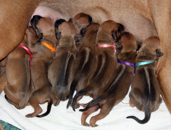 Amber x Brody Puppies 2016