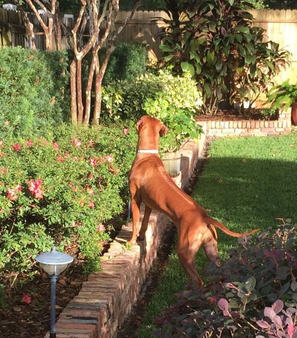 Zoey on Squirrel Patrol