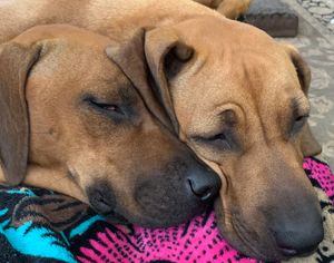 Mazey & Torey - Lap dogs