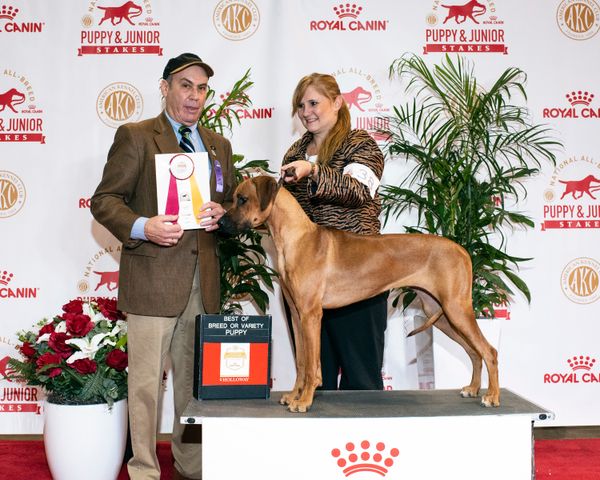 2019 Best of Breed Puppy/Junior Stakes Winner Royal Canin AKC National Championship 12/13/19