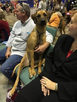 Bill and Amber at Eukanuba waiting for her turn in the ring.