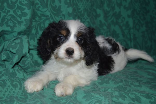Cavadoodle (Tri-color)