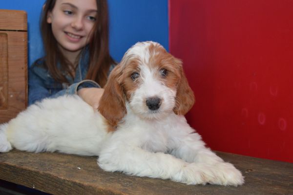 F1B Goldendoodle (Red & White Parti)