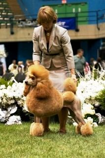 Annie at PCA after the Parade of Champions. Special Thank You to our friend, Kay Peiser, who showed her for her final major win and who handles her in this photo.