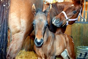 Liberty a filly!