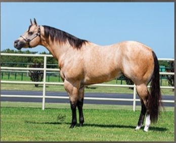 ABRA WORLD CHAMPION STALLION