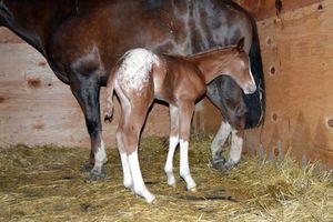 8 hours old