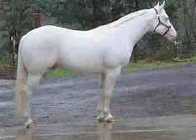 Platinum Cowboy