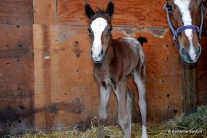 Elsy a bay blanket filly with one blue eye.
Sold to Kelly and Clark from Colorado!