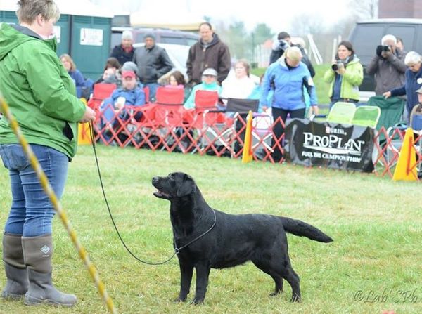 Regina went Reserve Winners Bitch at 22 months old at the 2015 Potomac, beautifully handled by Julie Romeo.
Regina finished with 3 specialty majors and a 5 pt all-breed major. She went BISS at two specialties from the open black bitch class.