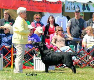 Sara with Branch in the Bred-by ring at Potomac