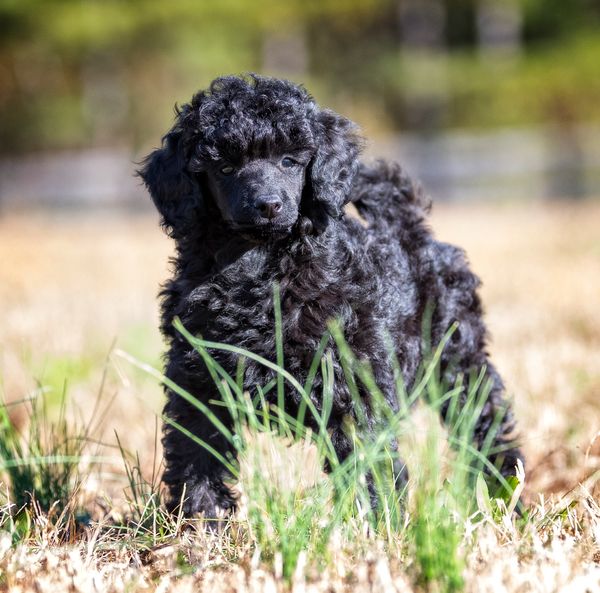 Starlit Cajun Huntress”Adeline” owned loved,trained by Jenia Ward.