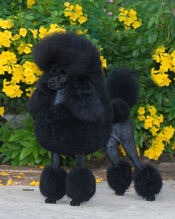 GCH Starlit Donnchada Meant to Be “Trudy”