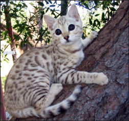 Sepia Bengal Kitten