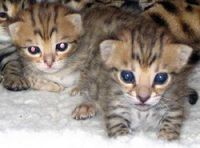 What will they look like in eight weeks, one year?