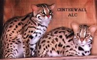 The Centerwall Asian Leopard Cats who are behind the original hybrid of the Bengal breed.