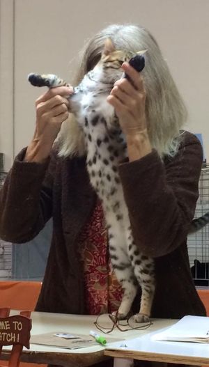 Judge Lindajean Grillo showing the audience what makes Solana Ranch Patience special. We tend to show cats who represent our goals the best - which isn't necessarily the current trend in the show hall. For this reason, we discourage people from buying from us if their top priority is show wins.