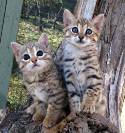 2G Bengal Kittens