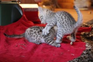 Bengal Kittens Play